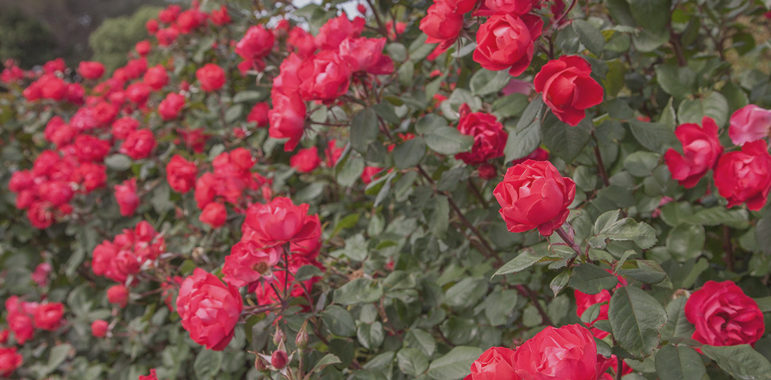 30 rosiers à -30 % !