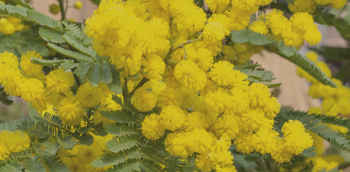 Mimosa Le Gaulois