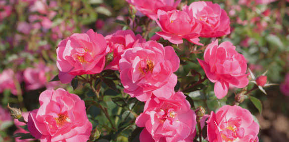 Nos Rosiers Paysagers