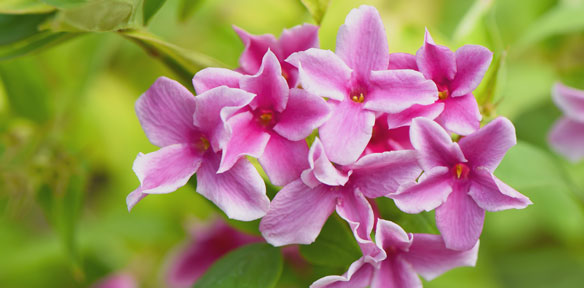 Nos arbustes à fleurs