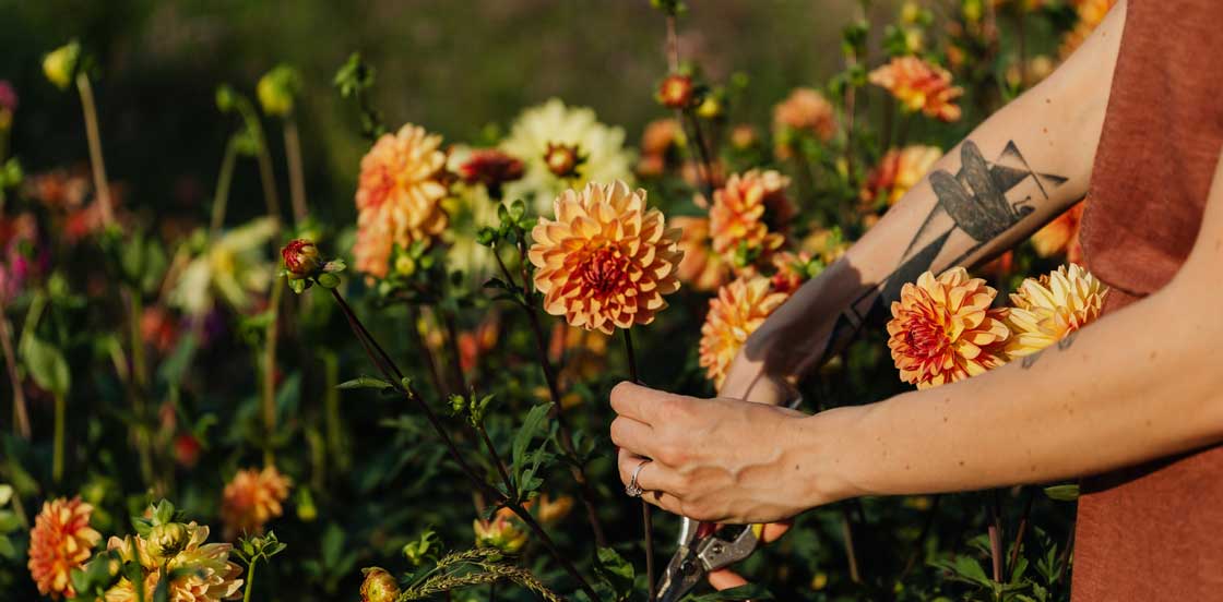 -50 % sur nos fleurs à bulbes
