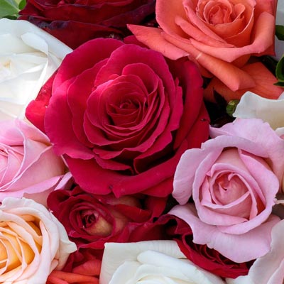 Rosiers PERFUMELLA ® : nos rosiers les plus parfumés