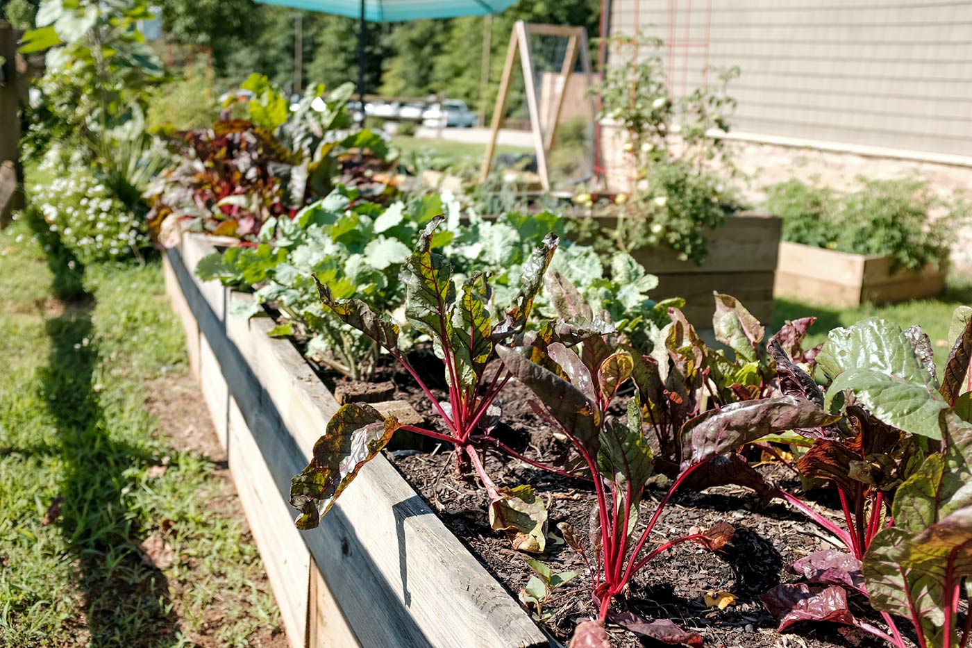légume du potager