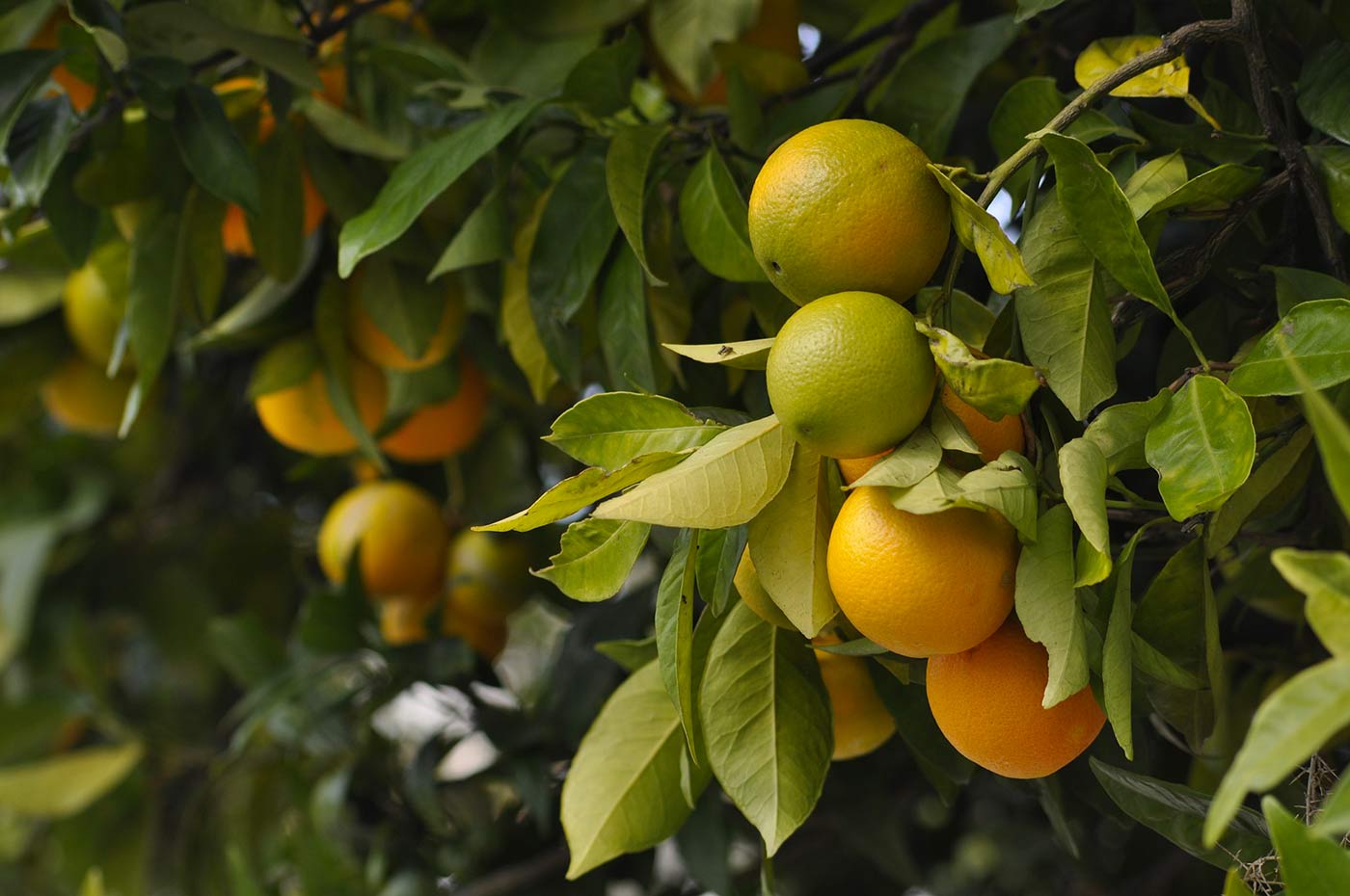 arbre fruitier