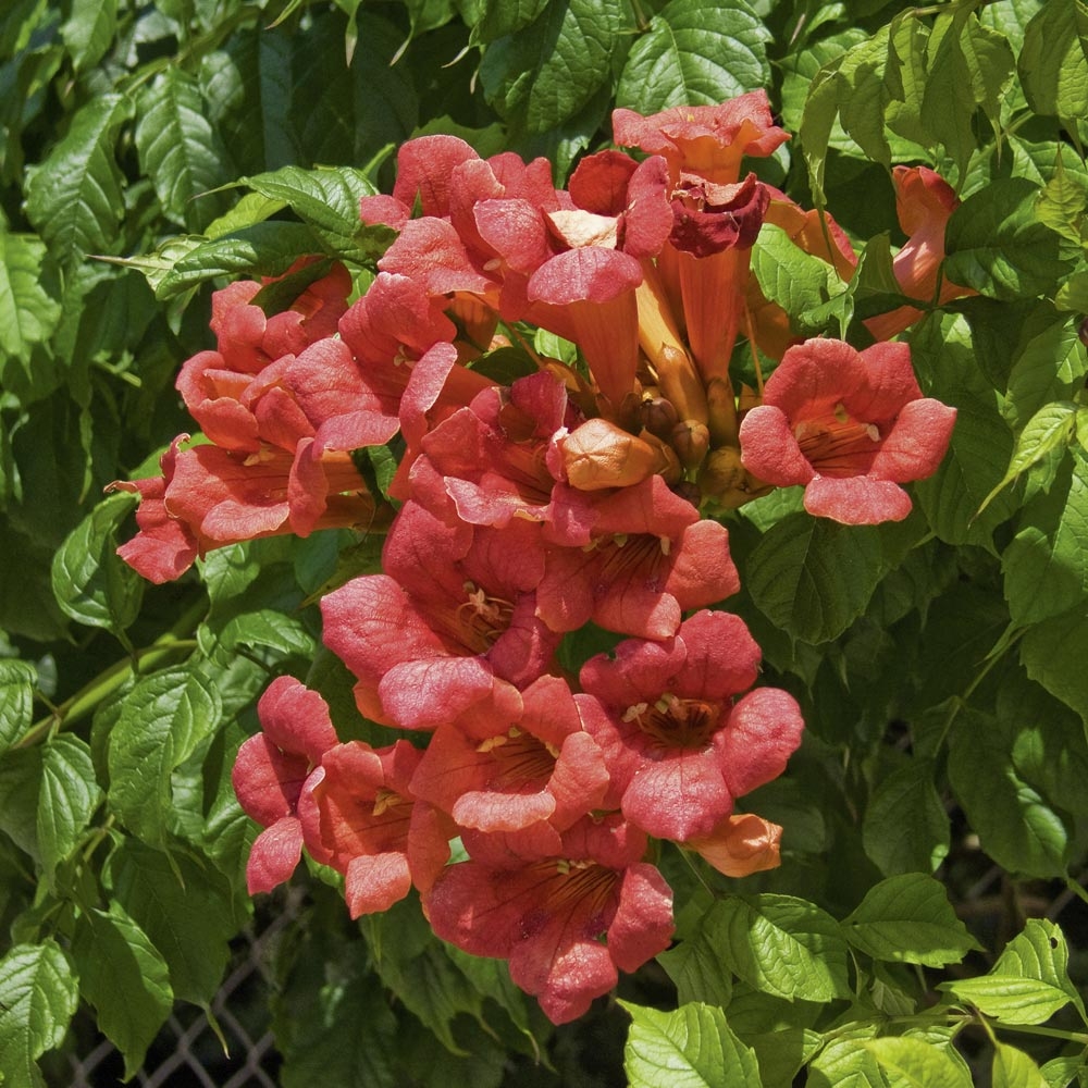 plantes grimpantes