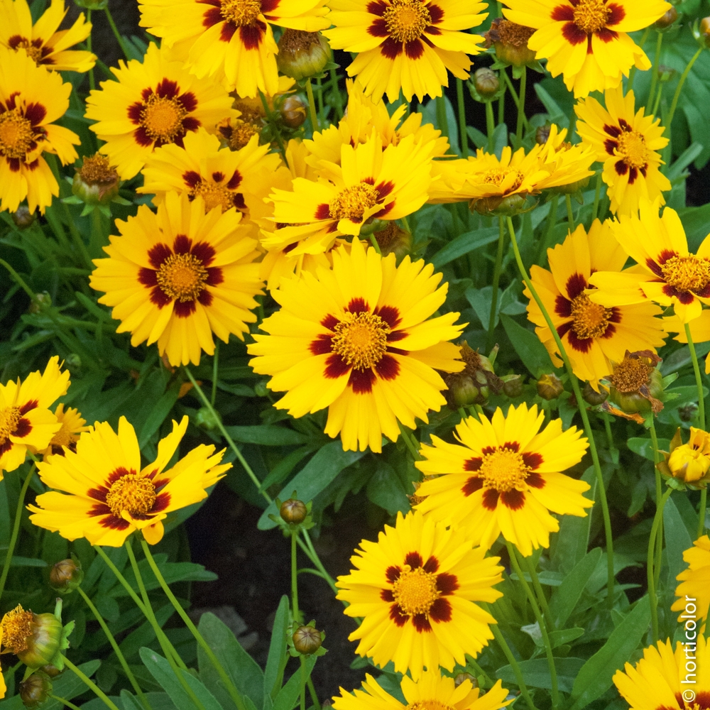 plantes et fleurs vivaces