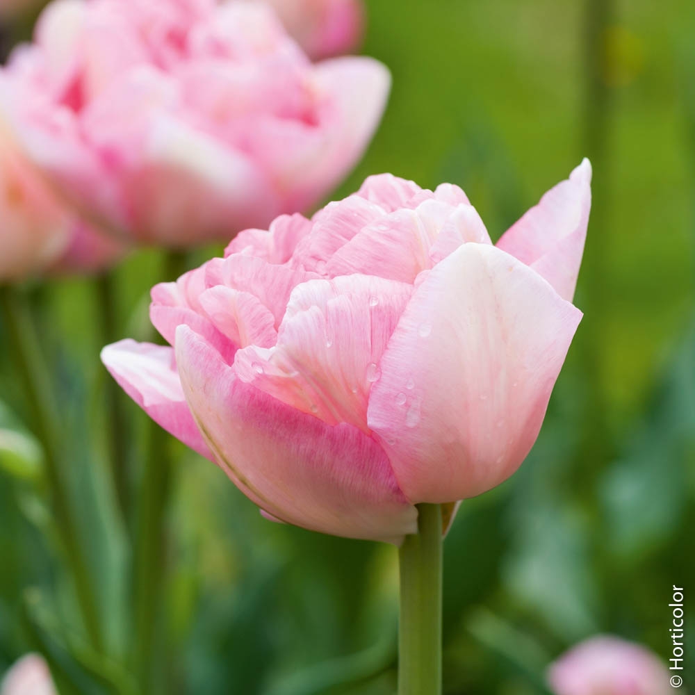 tulipe angélique rose