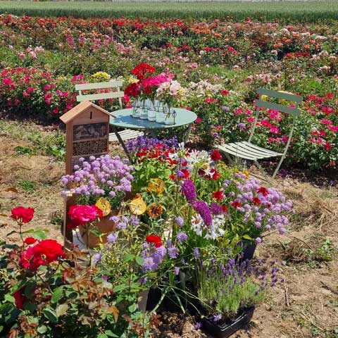 Plantes mellifères : replay de notre live Facebook