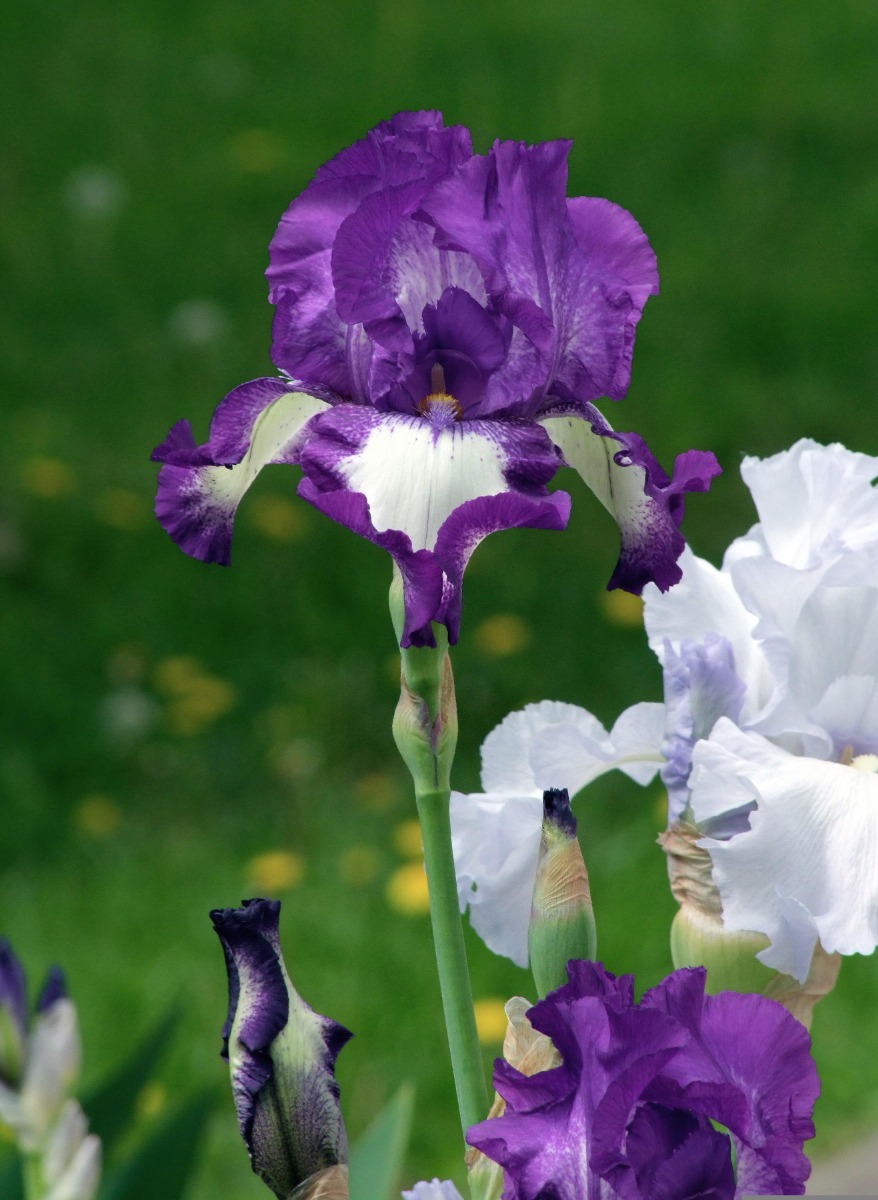 Comment planter les iris ?