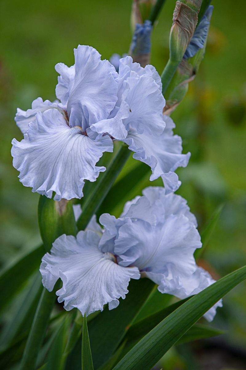 Mieux connaître l'iris