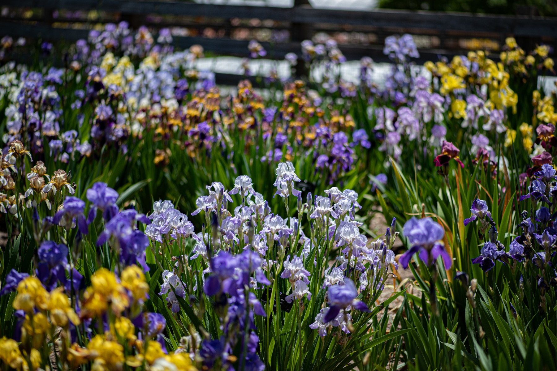 Avec quelles plantes associer les iris ?