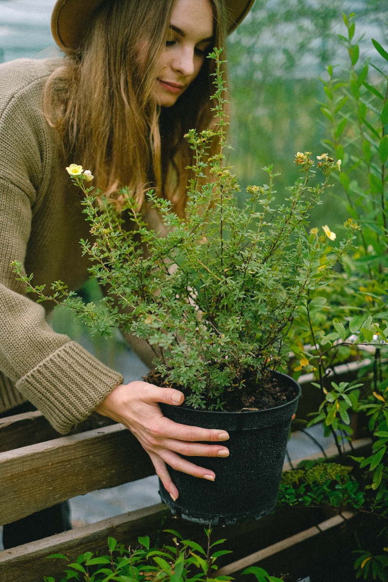 Quand et comment planter les potentilles arbustives ?