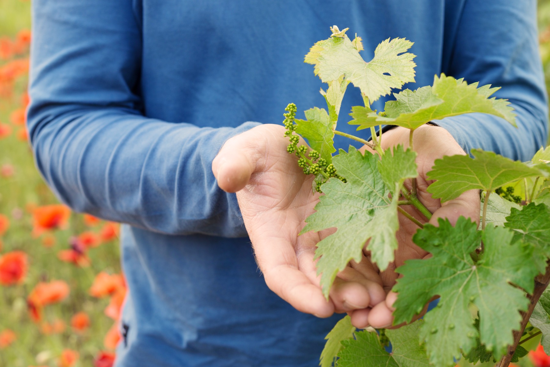 Mieux connaître la vigne de table