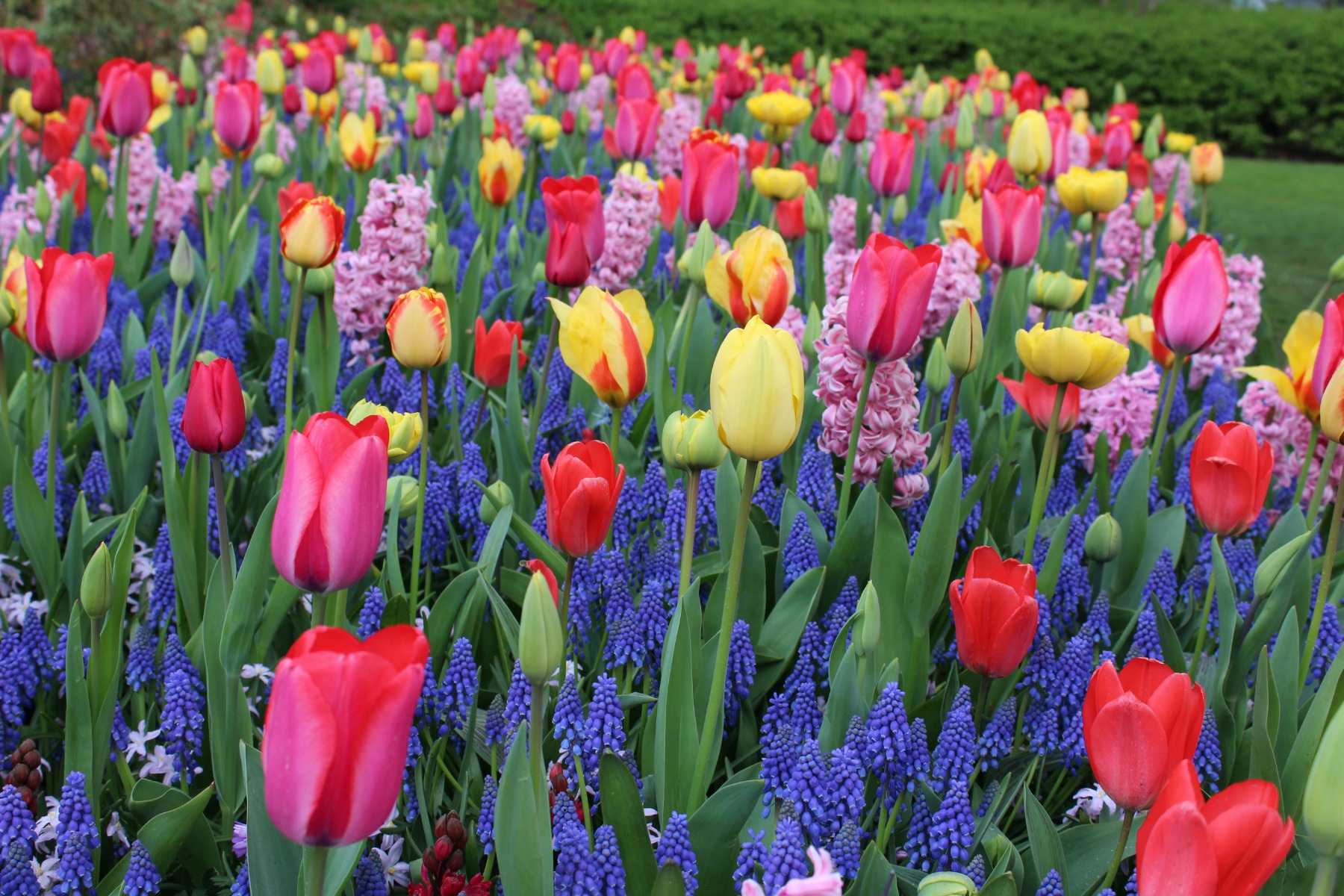 Avec quelles plantes associer les tulipes ?