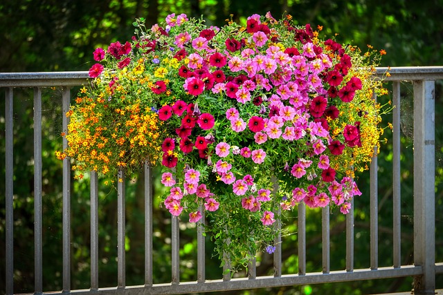 /media/wysiwyg/petunias-7415156_640_pixabay.jpg /media/wysiwyg/petunias-7415156_640_pixabay.jpg