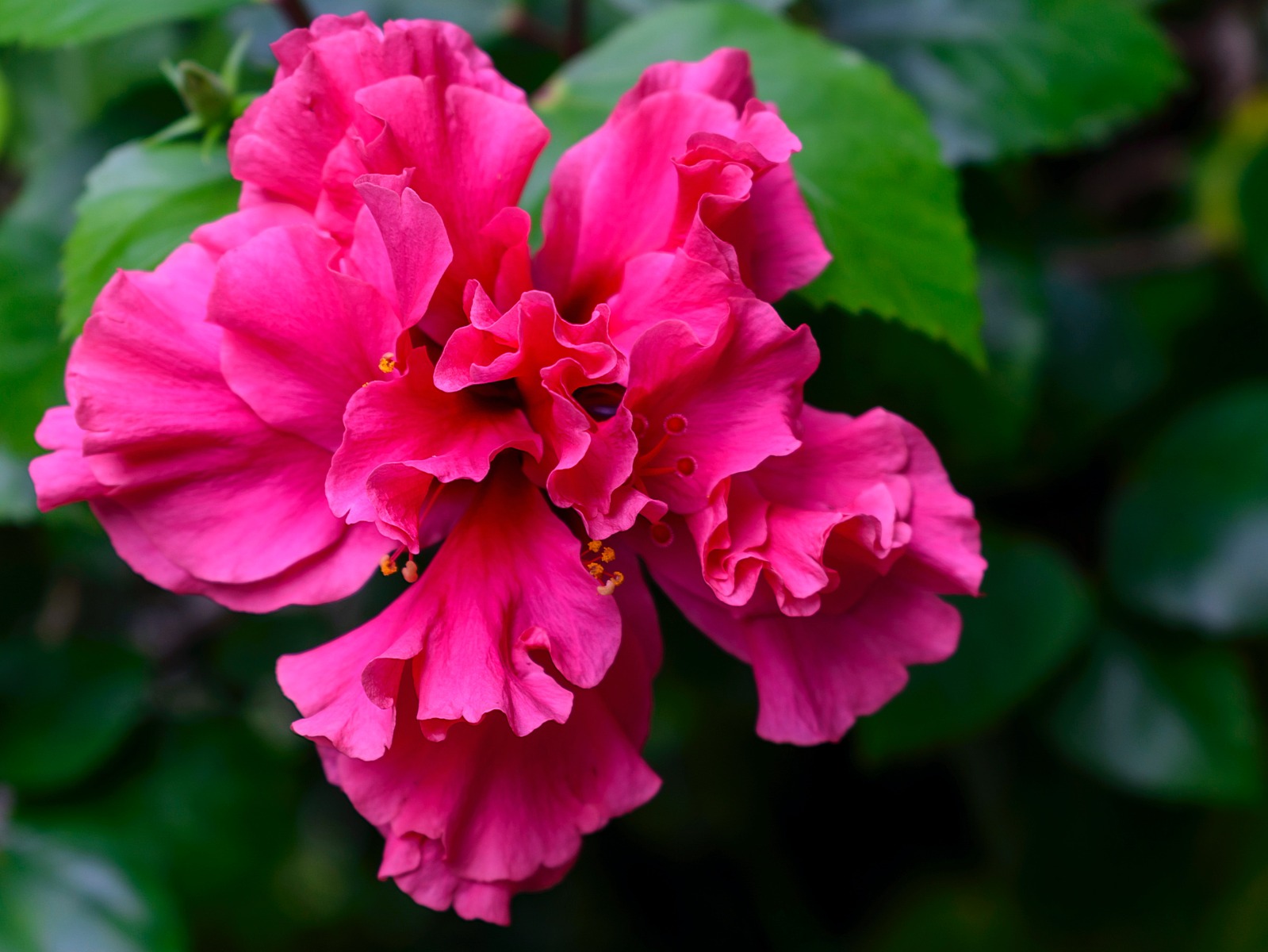 Avec quelles plantes associer l'althéa ou Hibiscus syriacus ?