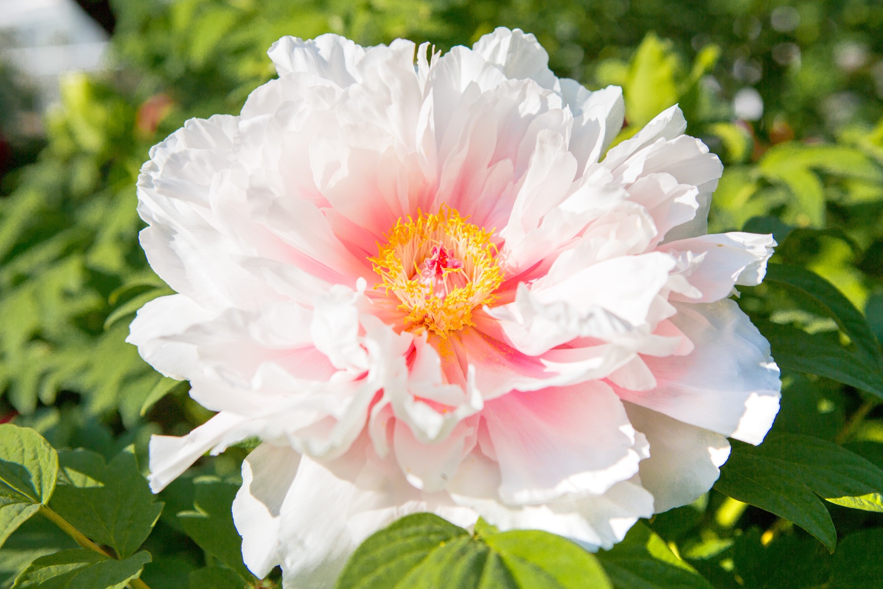 Avec quelles plantes associer la pivoine arbustive ?