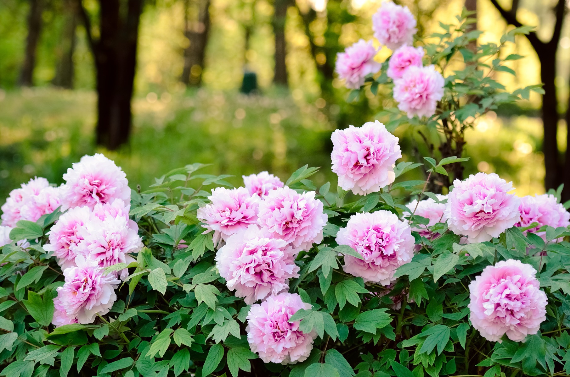 Comment entretenir la pivoine arbustive ?