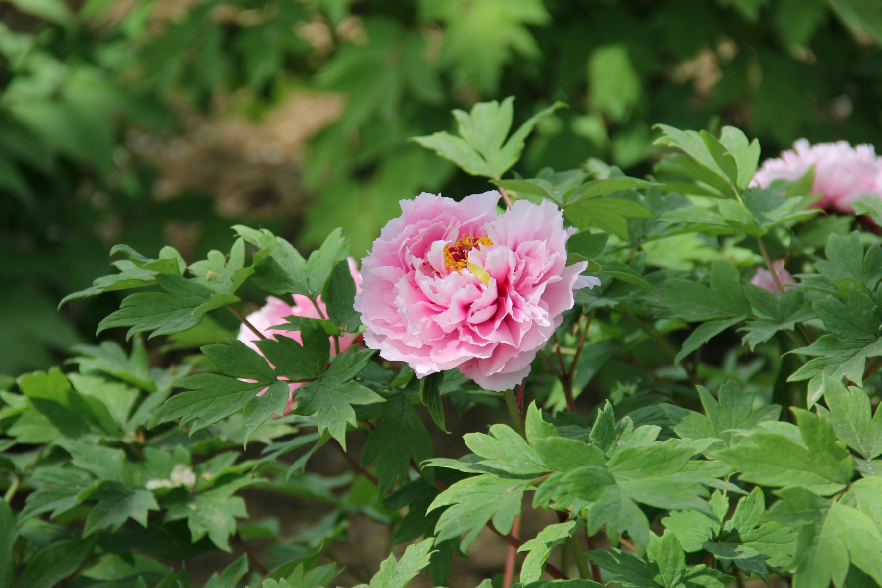Mieux connaître la pivoine arbustive