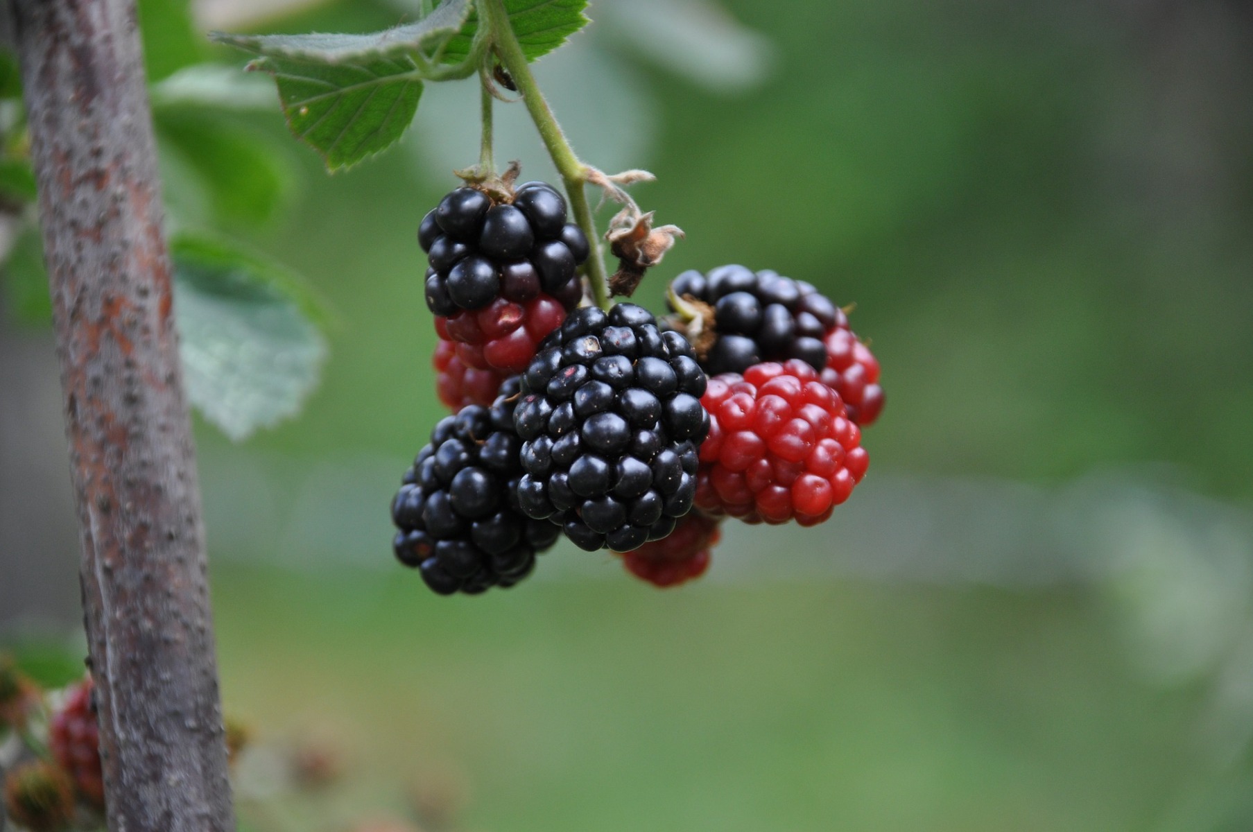 Avec quelles plantes associer un mûrier ?