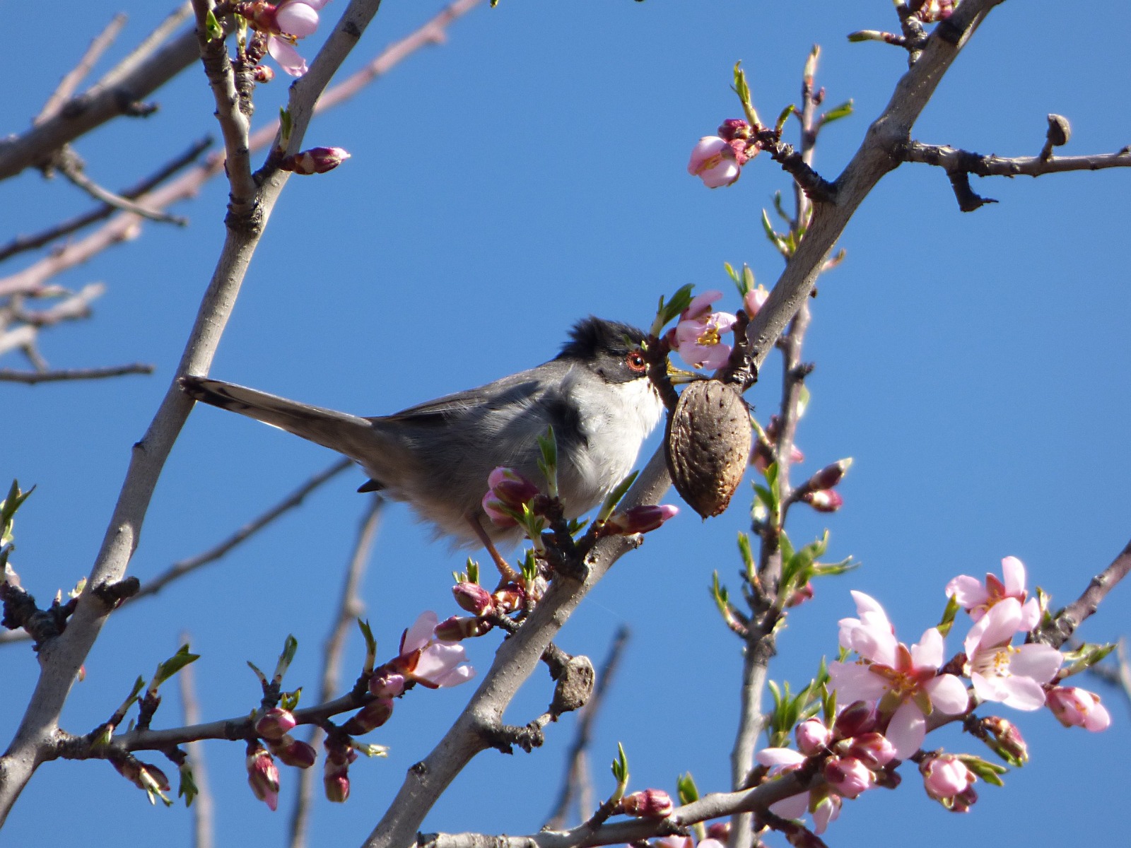 AmandierOiseau