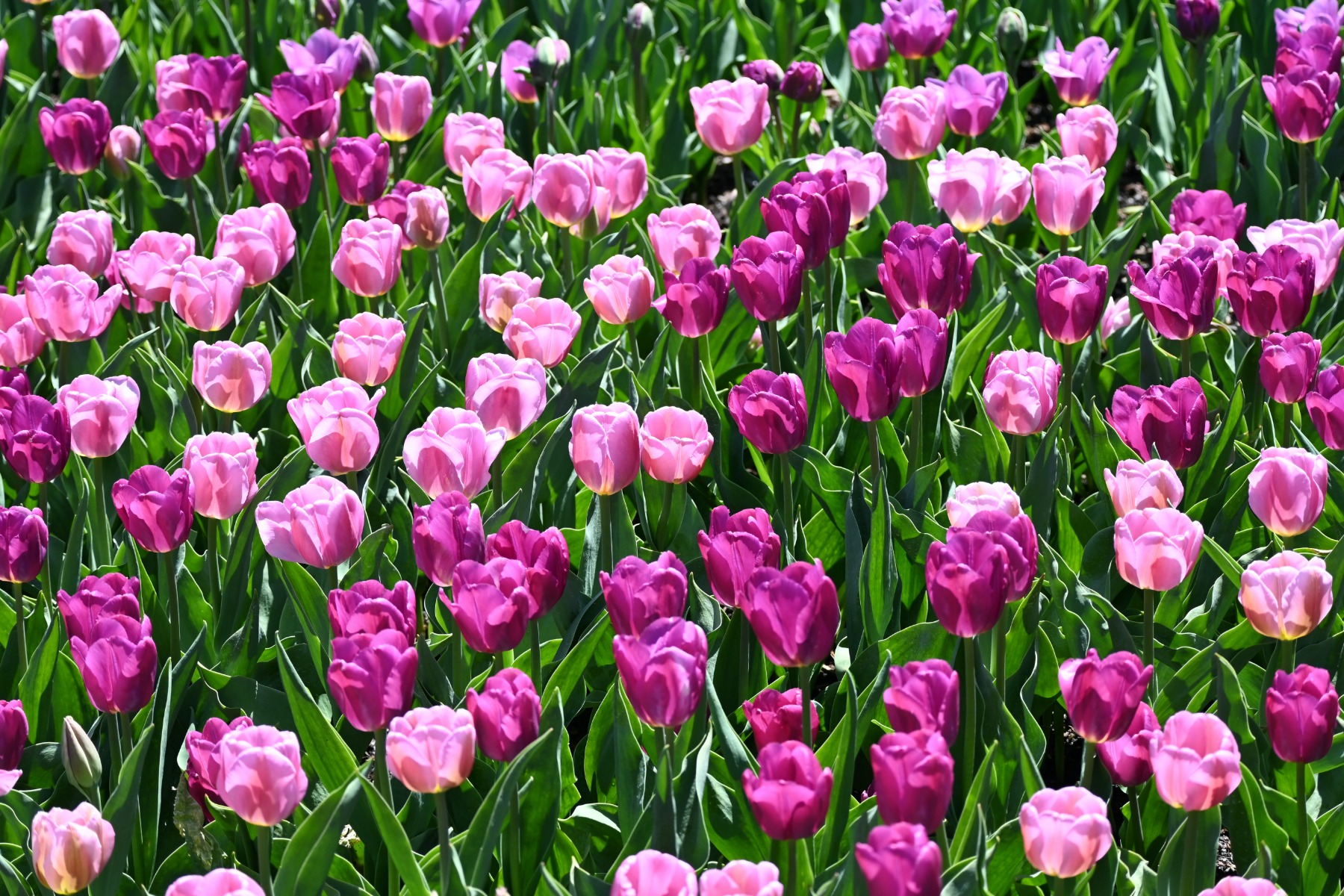 Tulipes-printemps