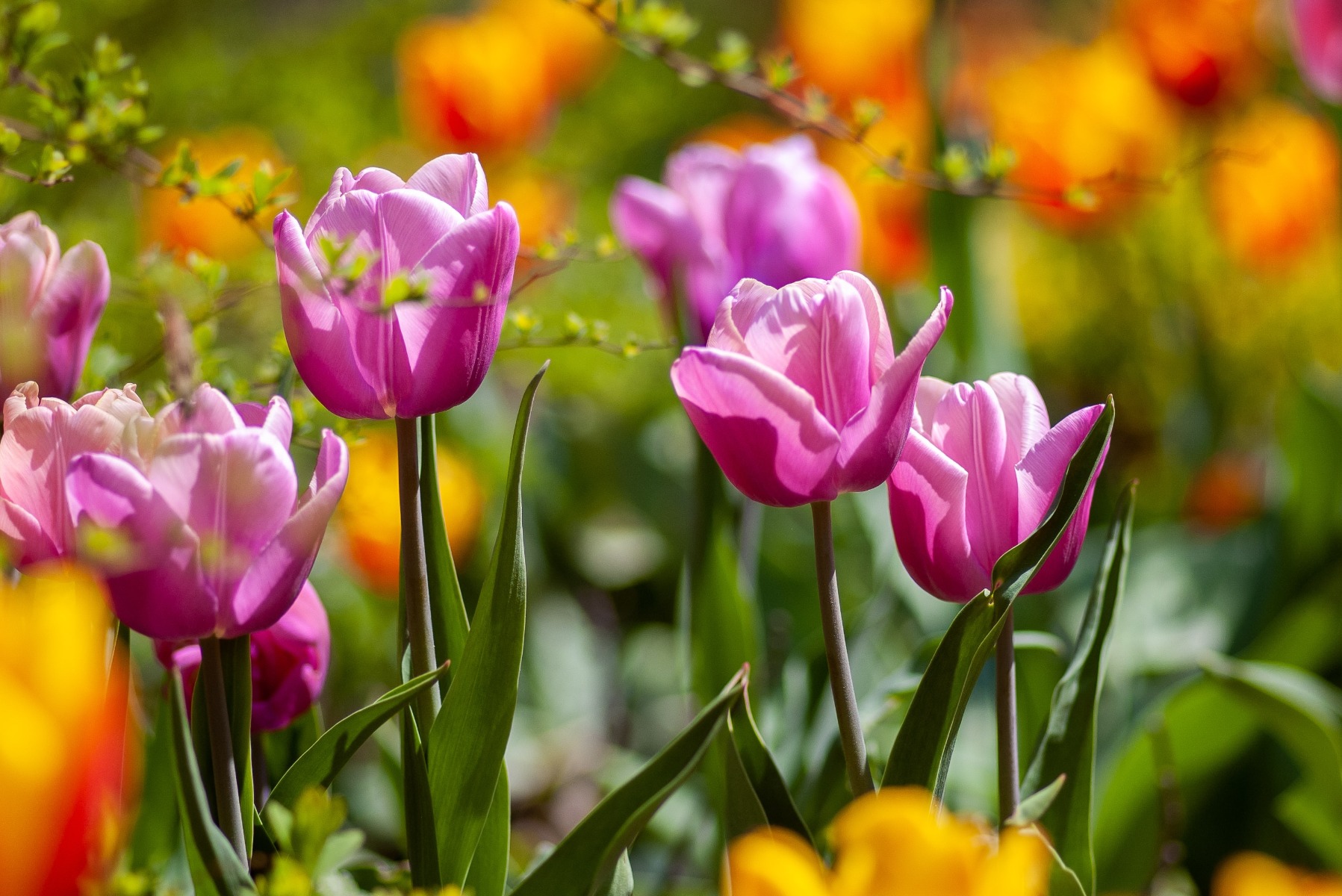 Comment planter les tulipes ?