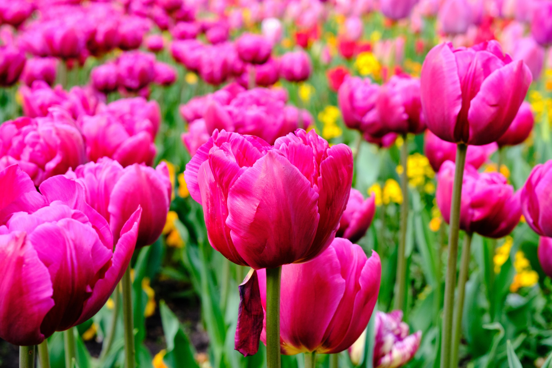 Comment entretenir les tulipes ?