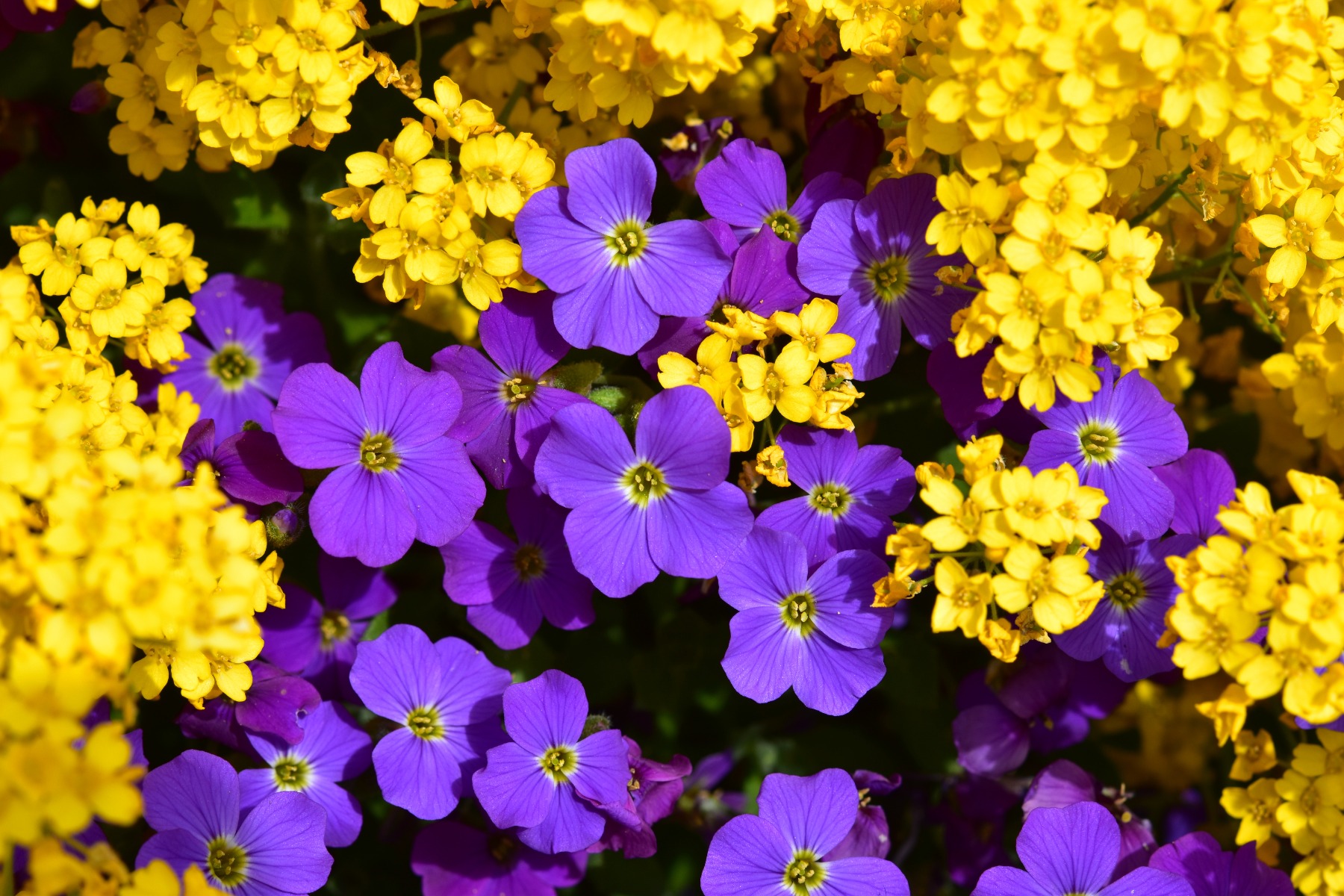 Avec quelles plantes associer les aubriètes ?