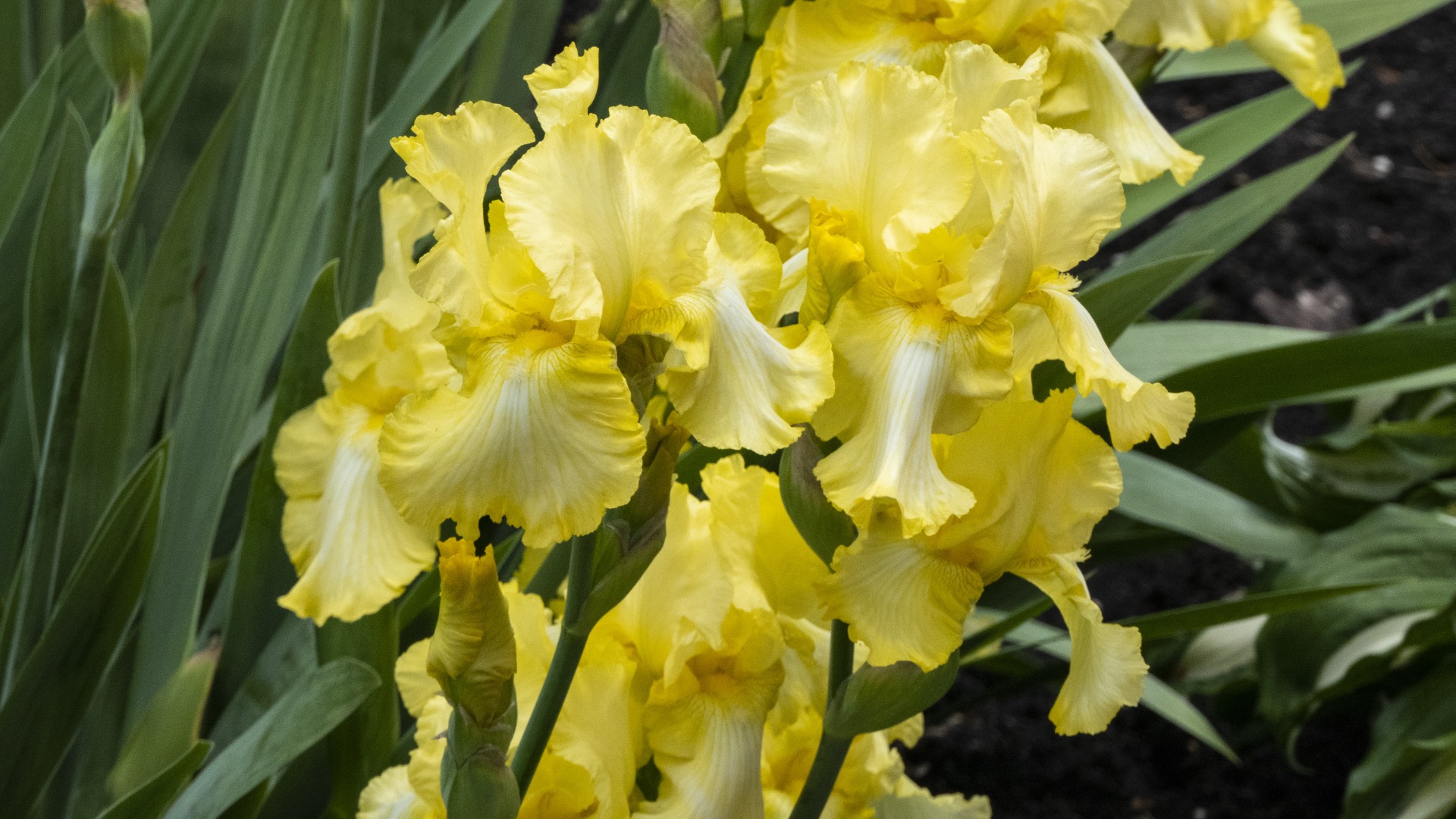 https://www.meillandrichardier.com/media/wysiwyg/vivaces_Iris_jaune_ambiance_jardin_pixabay_gratuit_iris-4281117.jpg