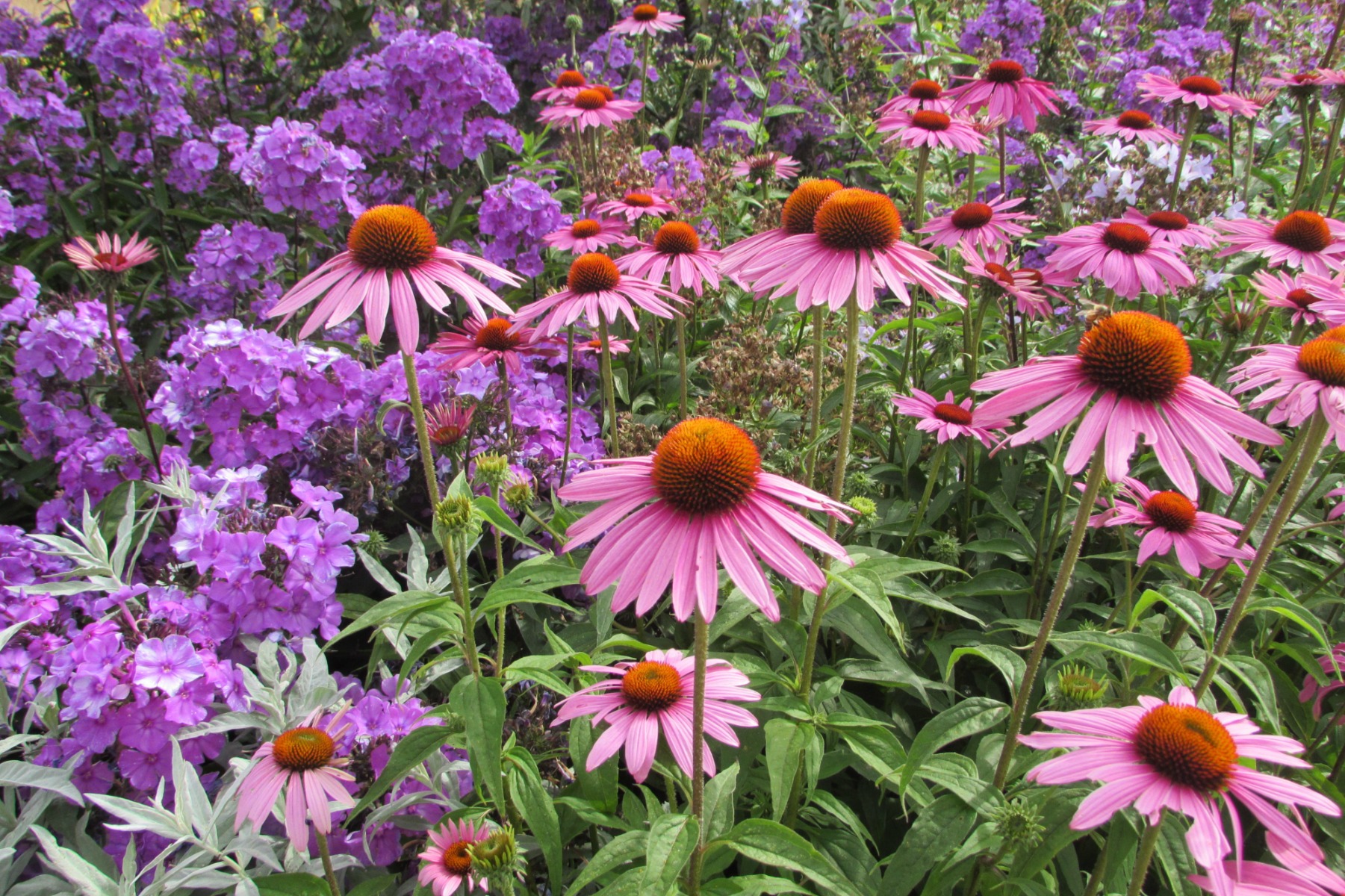 Quand vient la floraison des vivaces ?