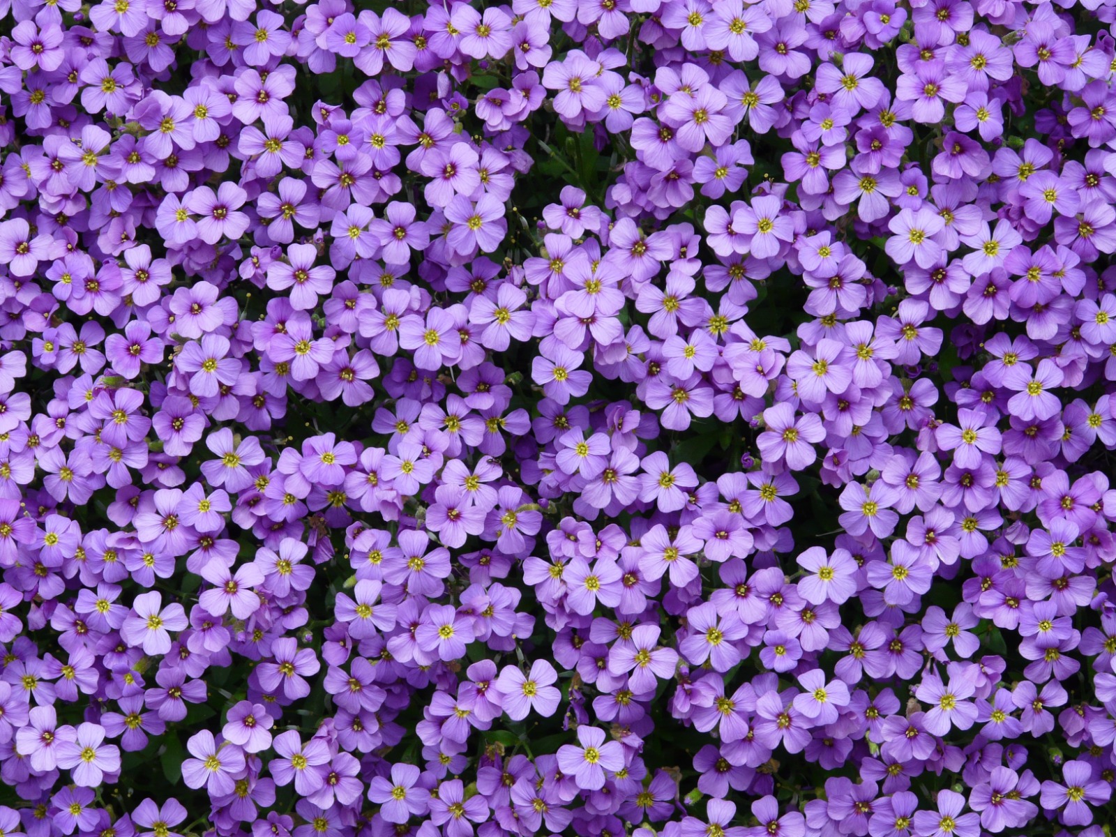 Comment planter et entretenir les aubriètes ?