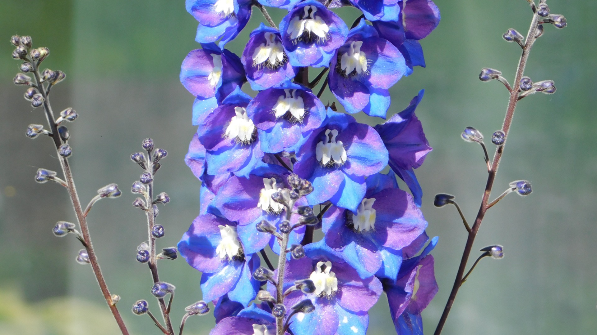 https://www.meillandrichardier.com/media/wysiwyg/vivaces_delphinium_bleu_t_pixabay_flower-7338391.jpg