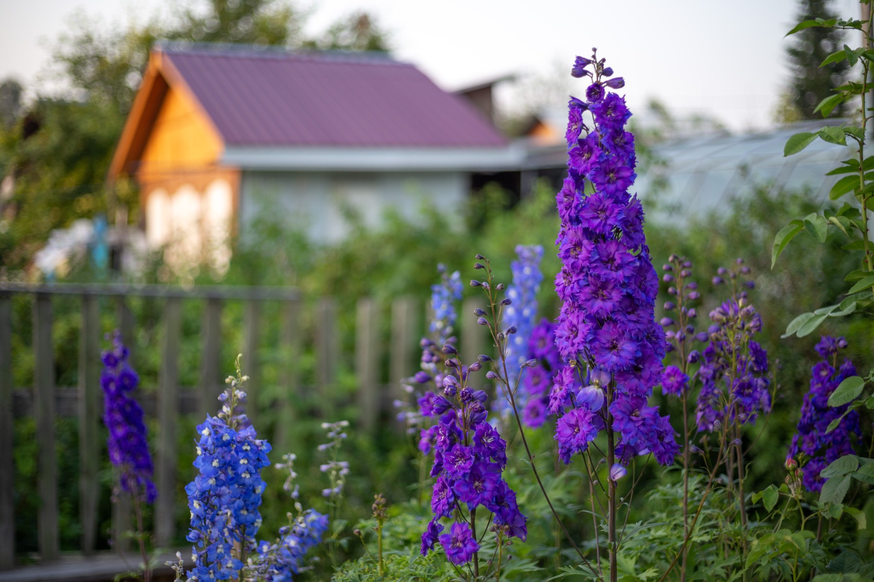 Comment planter et entretenir un delphinium ?