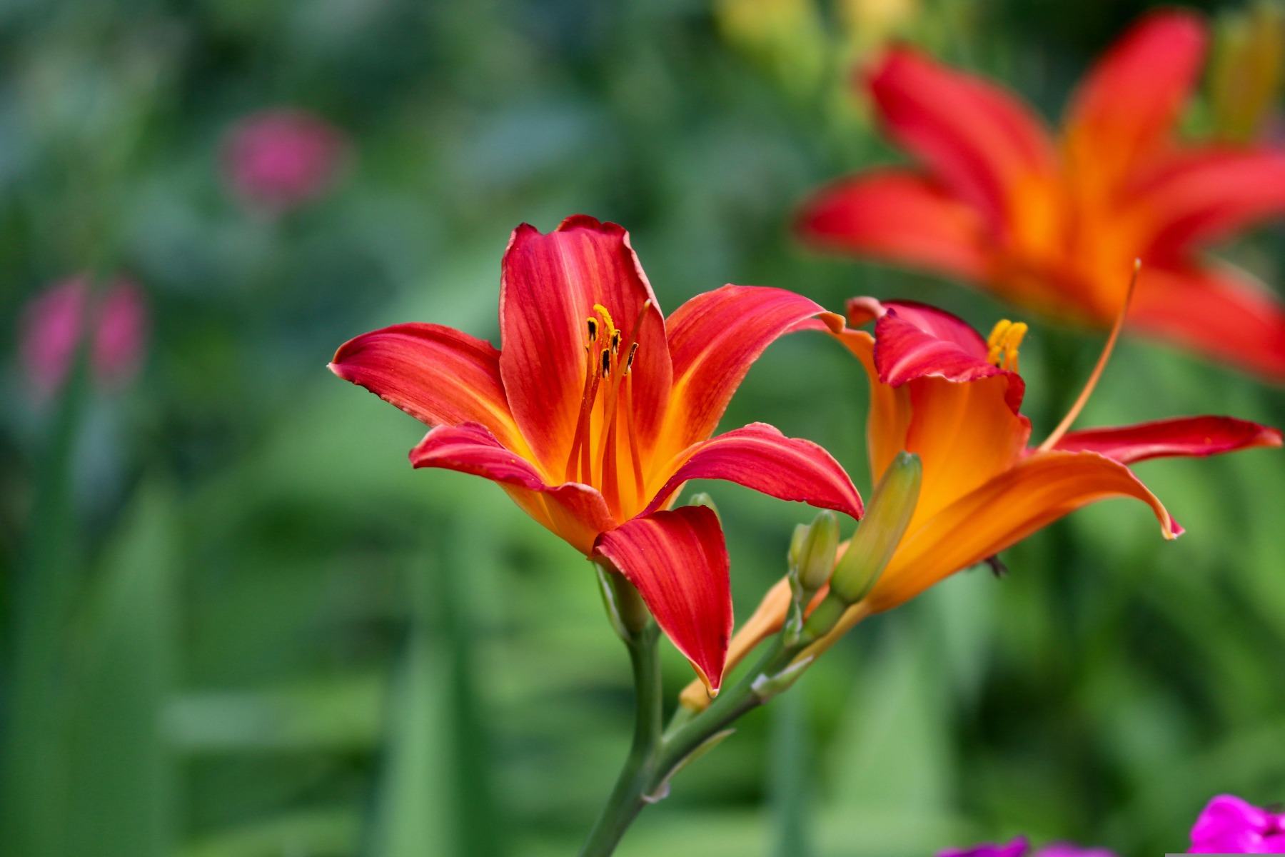 Avec quelles plantes associer l'Hémérocalle ?